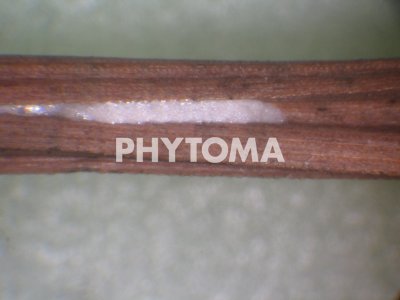 Xylella fastidiosa